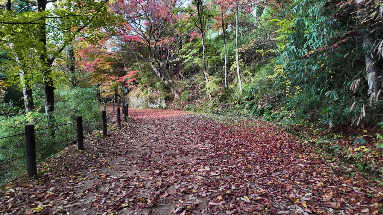 Carpet of red and orange fallen autumn forest leaves covering path in Takayama, Japan