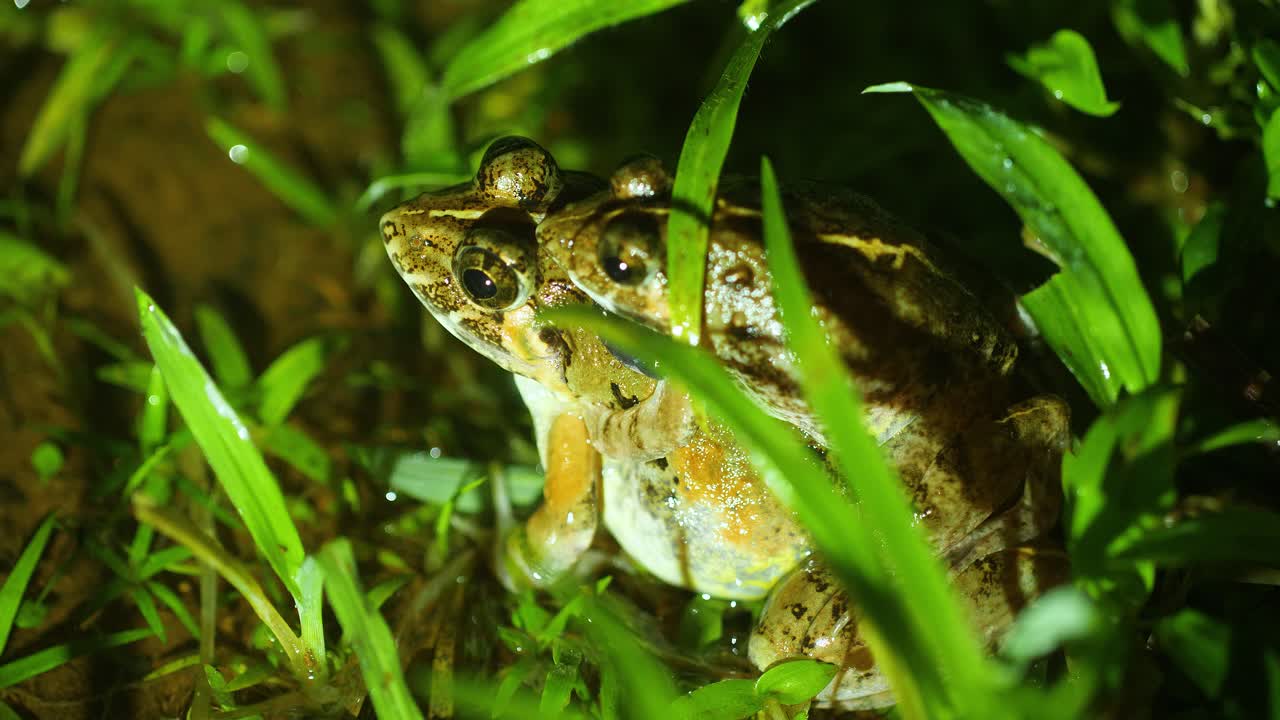A Cricket Frog male and female mating in the grass during night in the Amboli ghats , part of the Western Ghats of India during the monsoon ,rainy season , male is smaller