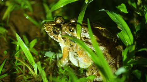 a cricket frog male and female mating in the grass during night in the amboli ghats , part of the western ghats of india during the monsoon ,rainy season , male is smaller
