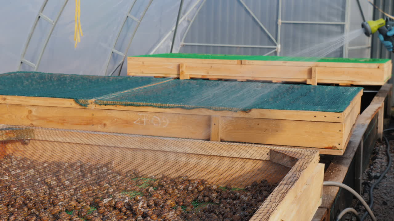 рабочий выливает улиток из шланга