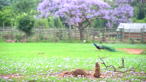 gophers and peacock on lawn in zoo, slow continuous shot