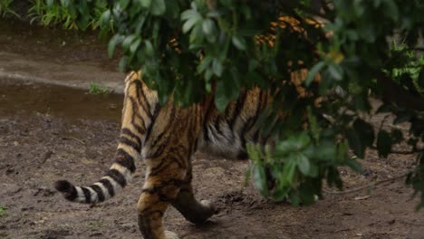 Tiger-Verschwindet-Schnell-In-Waldtarnung