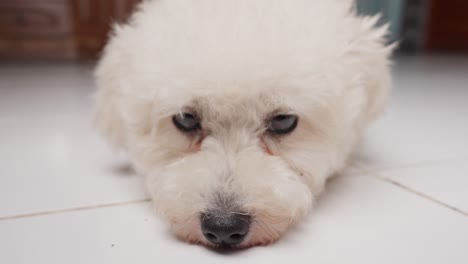 camera zooms out from a thoughtful little toy poodle