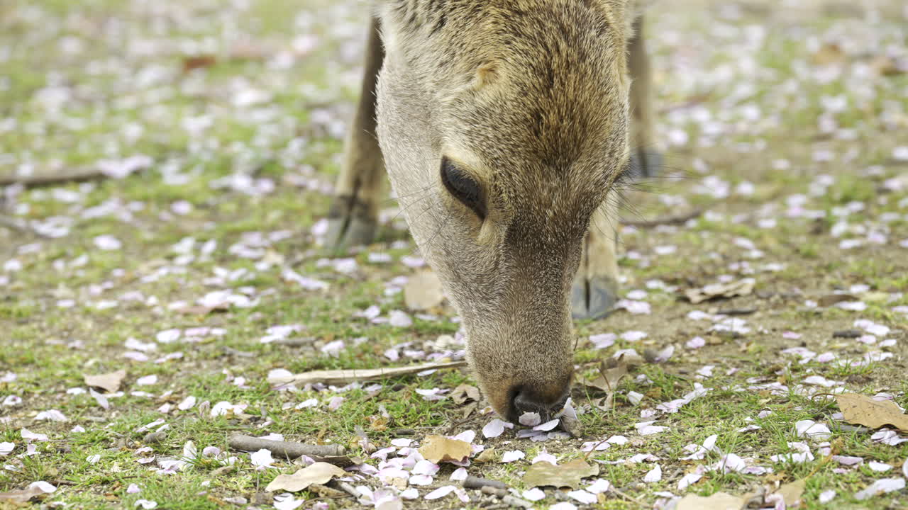 Un cervo bruca l'erba fresca in un parco tranquillo, circondato da delicati petali di fiori di ciliegio sparsi sulla terra. Parco di Nara, Giappone
