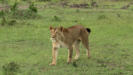 Lion-female-stalking-right-beside-camera,-Masai-Mara,-Kenya