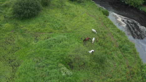 Tiro-De-Dron-De-Barrido-Hacia-Arriba-De-Ganado-Pastando-Con-Vistas-A-Bushmills,-Irlanda