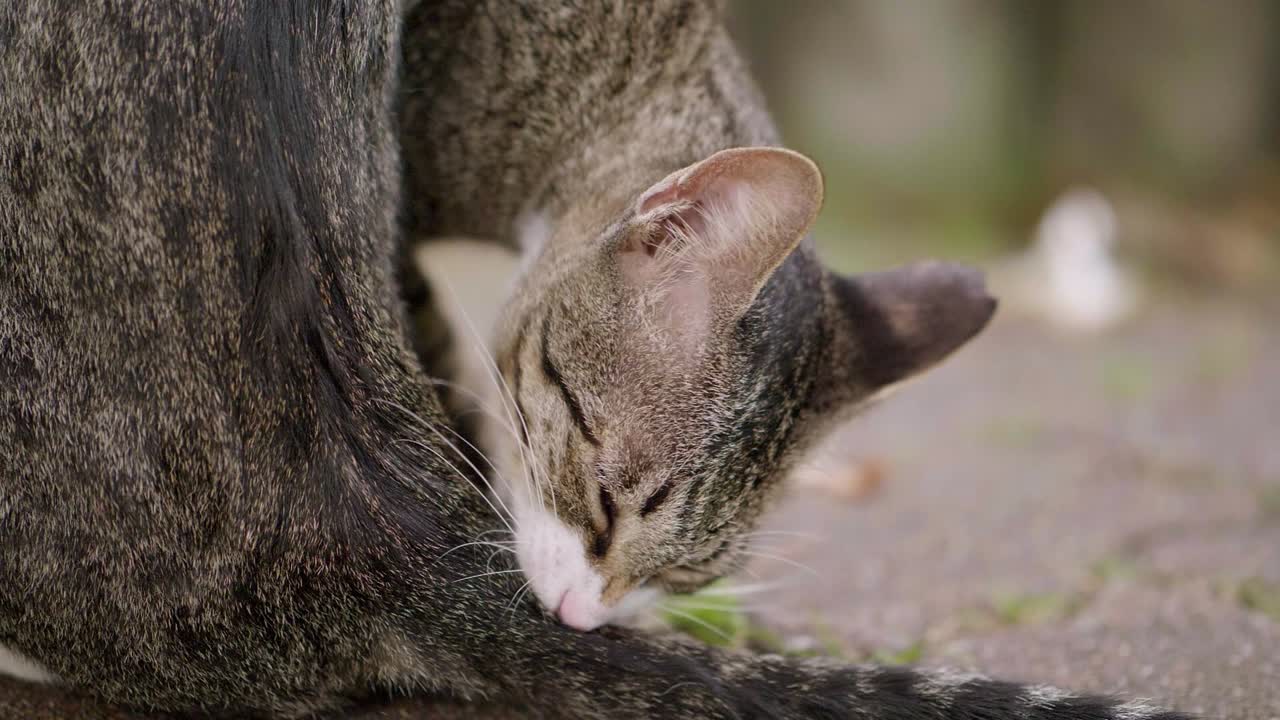 Gatto che si lecca