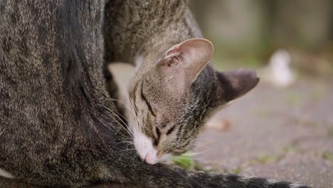 cat licking itself using its tongue