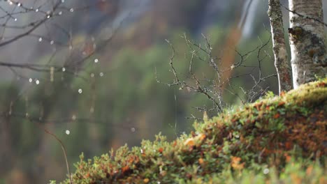 Un-Tronco-De-Abedul-Se-Destaca-En-Medio-De-La-Exuberante-Maleza-Del-Bosque-Otoñal,-Mostrando-Los-Colores-Vibrantes-Y-Las-Ricas-Texturas-De-La-Temporada