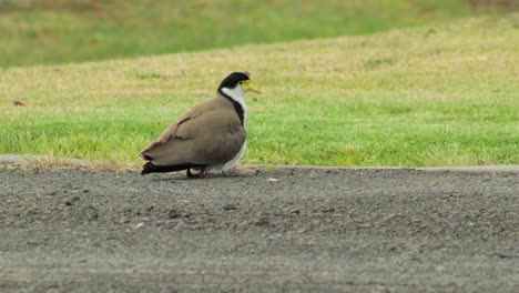 Masked-Lapwing-Plover-Sitting-On-Driveway-With-Baby-Chick-Nesting-Under-Wing