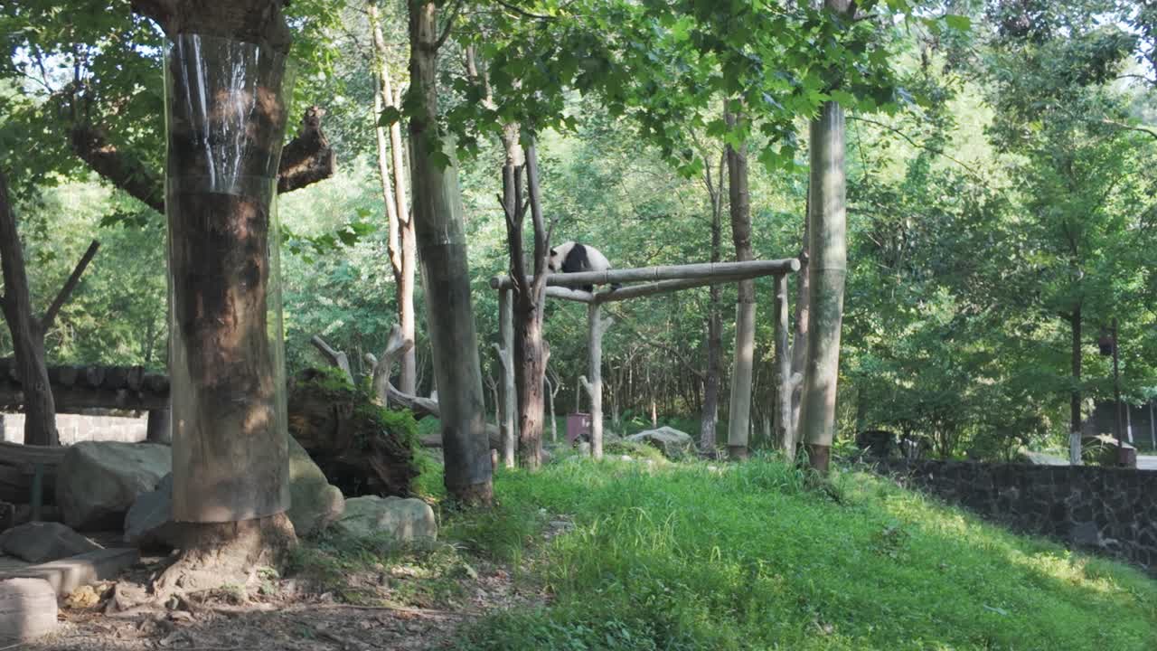 Ein Riesenpanda erkundet ein Holz-Klettergerüst in einem üppigen Waldlebensraum in der Dujiangyan Panda-Basis. Perfekt für Tierdokumentationen und Reiseinhalte