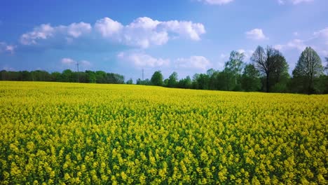 low view subtle panoramic movement by drone flying just over the rapeseed field in southern poland