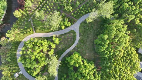 drone aerial view of path and trees in the park