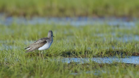 Common-greenshank-in-feeding-in-wetlands-during-spring-migration