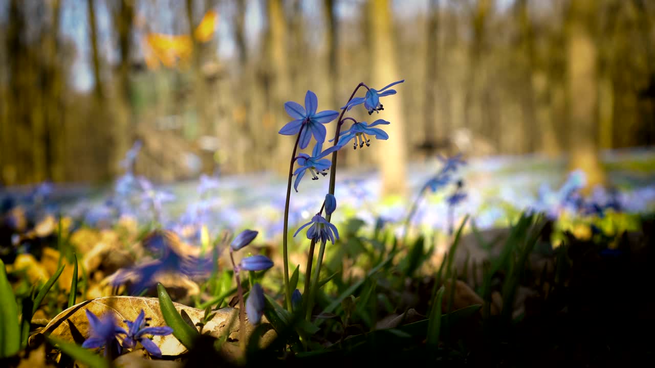 Bluebells in the shade in the spring forest. Close - up of Scilla siberica or blue snowdrop. Little flowers swaying in the wind. View from below, from ground level. 4K. 25 fps.