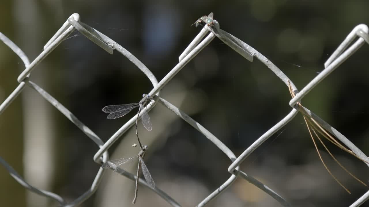 Pair of damselflies in a tandem mating position on a chain-link fence