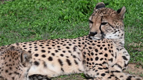 a cheetah is lying in the grass of a zoo, moving his tail and looking around him