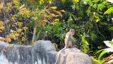 monkey sitting on rock, surrounded by foliage