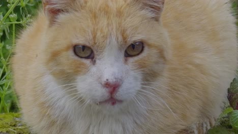 beautiful orange cat loafing on a stone wall drolling and getting scared