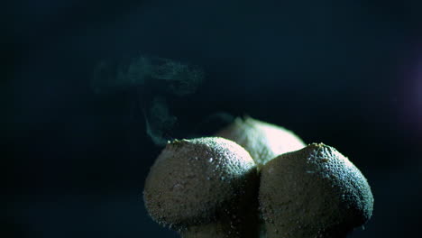 hermoso clip de una gota de agua que hace que un hongo puffball explote sus esporas - puffball común - lycoperdon perlatum