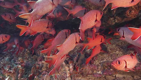 group of red soldier fish on y colorful coral reef in crystal clear water of the pacific ocean, french polynesia