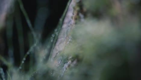 Rack-focus-on-lush,-forest-greens