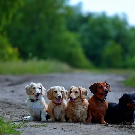 funny dachshund dogs in the street. group of pet animals sitting on the road and resting together. portraits of five dogs on green nature background.