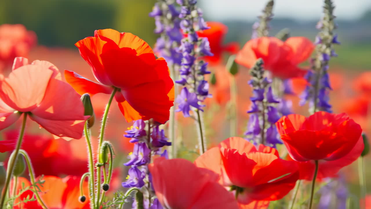 Vibrant Red Poppies and Purple Flowers in a Sunny Field