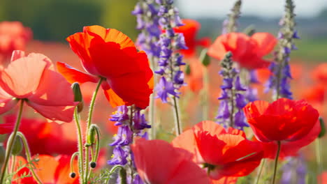 vibrant red poppies and purple flowers in a sunny field