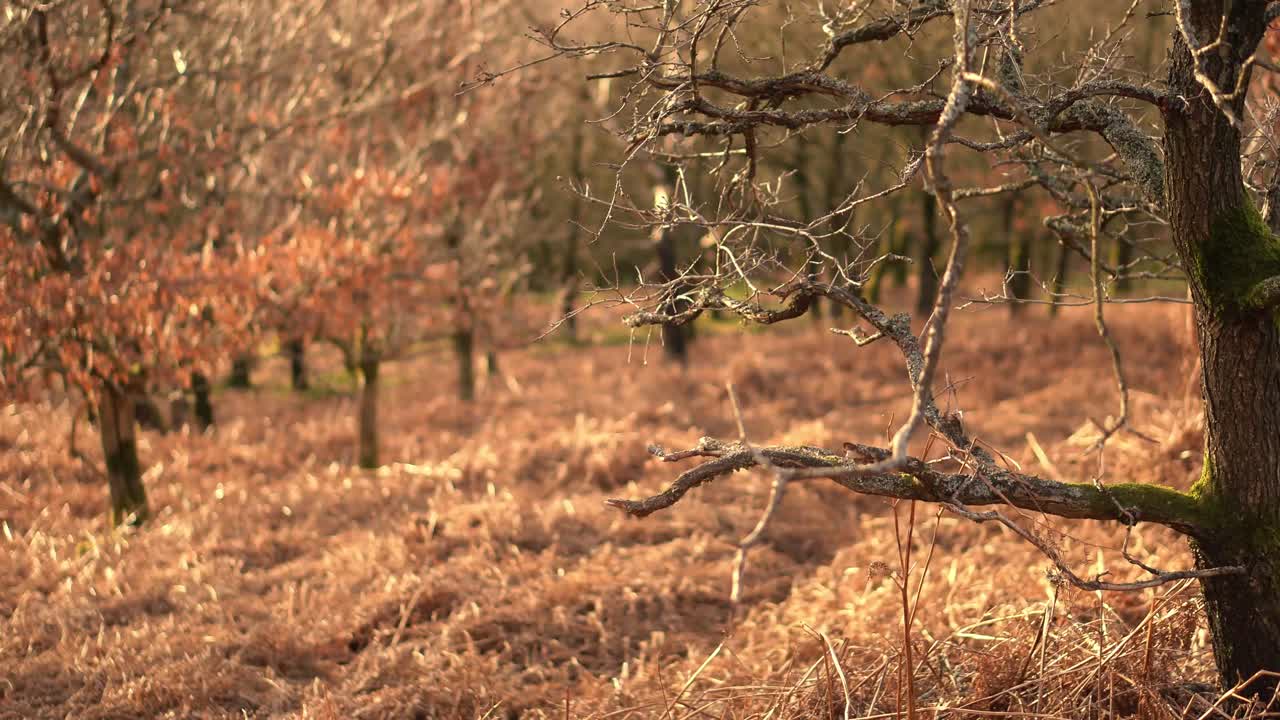 황혼의 죽은 영국 숲