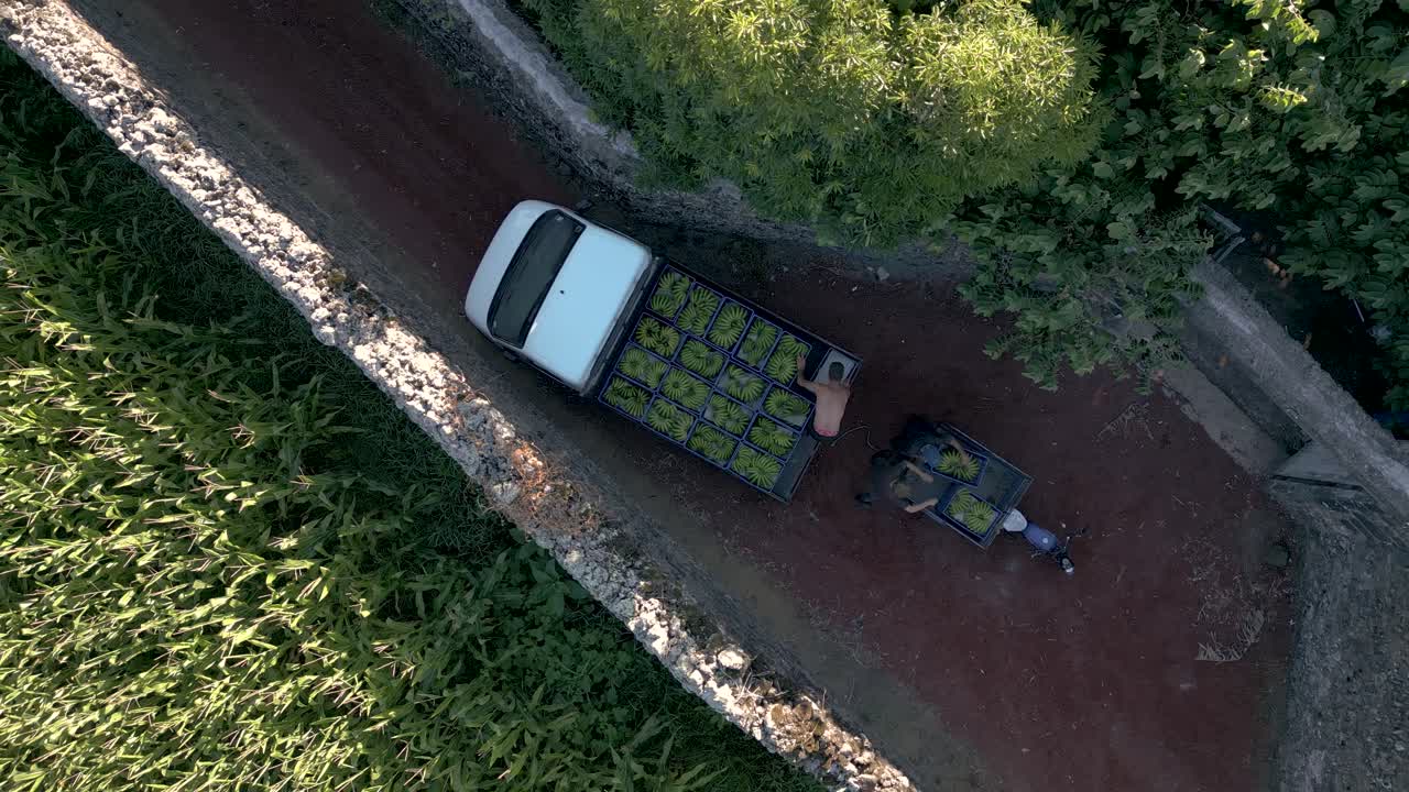 Aerial Top View Farmhand Carrying Banana Crops, Harvesting Tasks, Seasonal Work