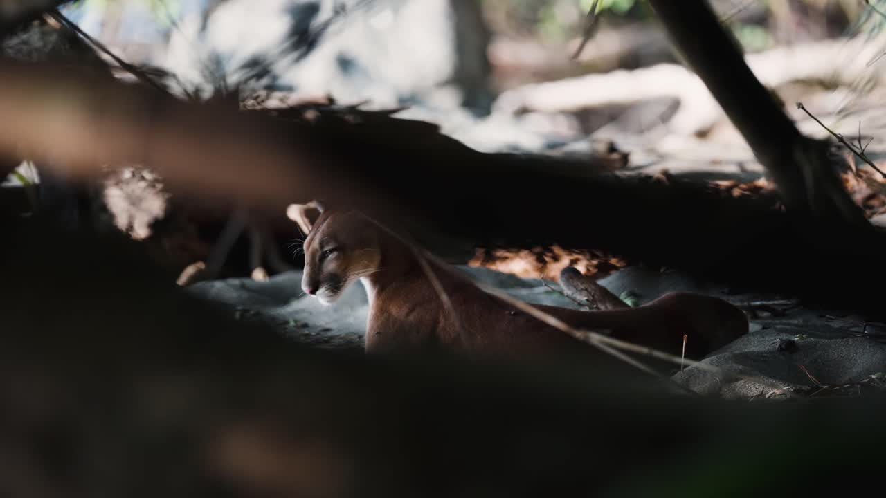 Zoom in on wild puma in jungle habitat, Corcovado National Park, Costa Rica. Wildcat locks eyes with the camera, creating a rare, captivating, intense encounter deep in the tropical wilderness.