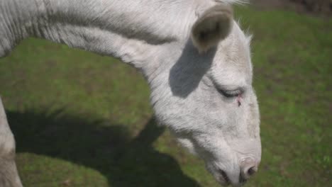 close up of a white donkey’s head as it grazes the short green grass in its pasture