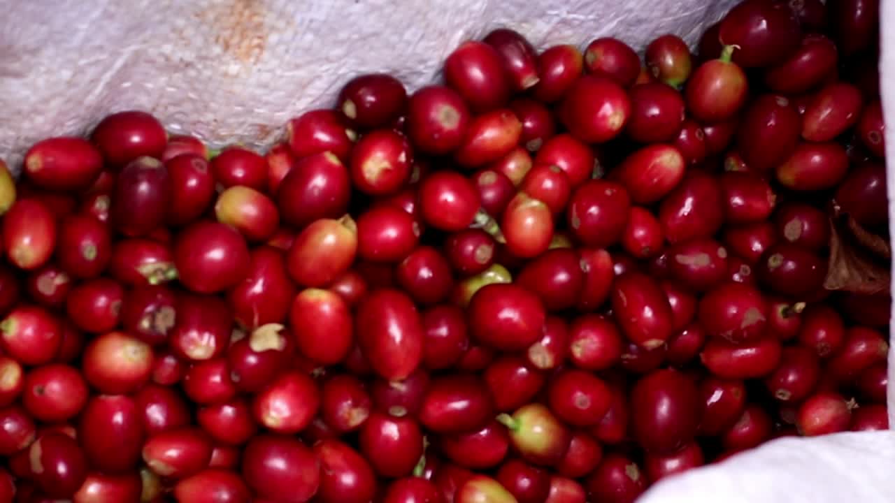 Leuchtend rote, frisch gepflückte Kaffeekirschen in einem weißen Sack