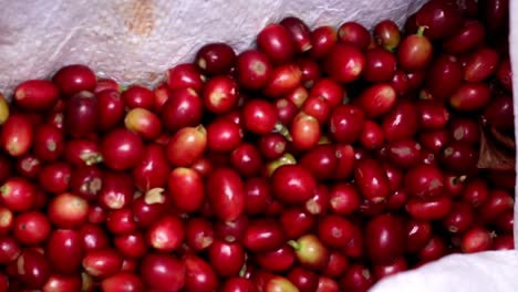 bright red, freshly picked coffee cherries in a white sack