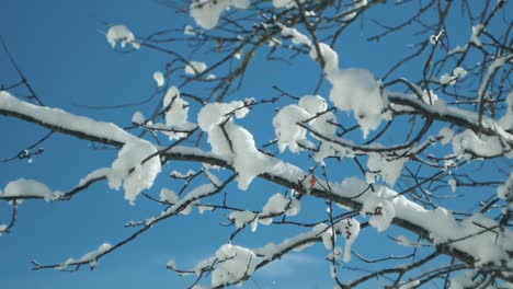 Slow-Motion-Shot-Of-Snow-Falling-In-Air-From-Tree-Branch,-During-Winter-Season