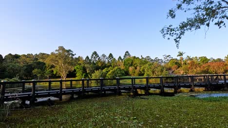 lush greenery and wooden bridge in gold coast