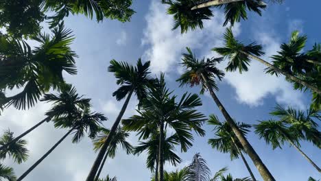 Lush-Palm-Trees-stretching-towards-cloudy-sky