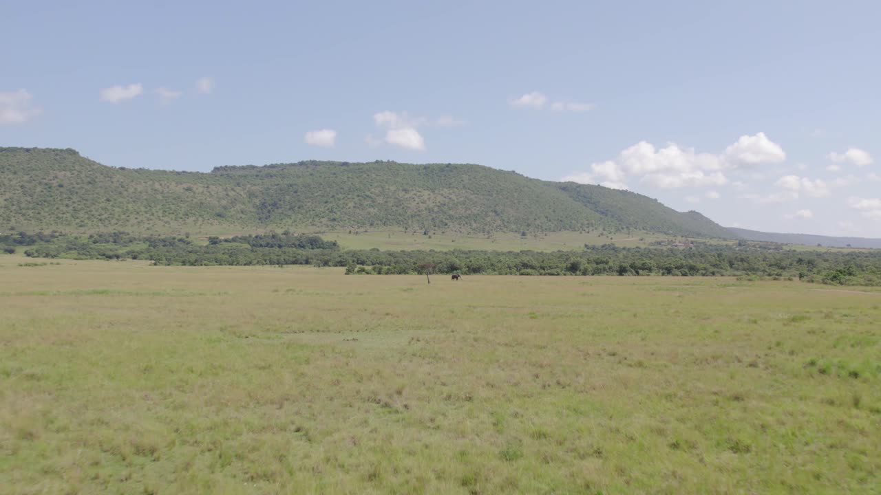 Drone shot of maasai mara savanna grasslands approaching a lone elephant