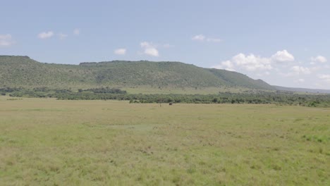 drone shot of maasai mara savanna grasslands approaching a lone elephant