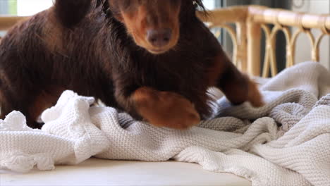 wet sausage dog lying on dog bed at home