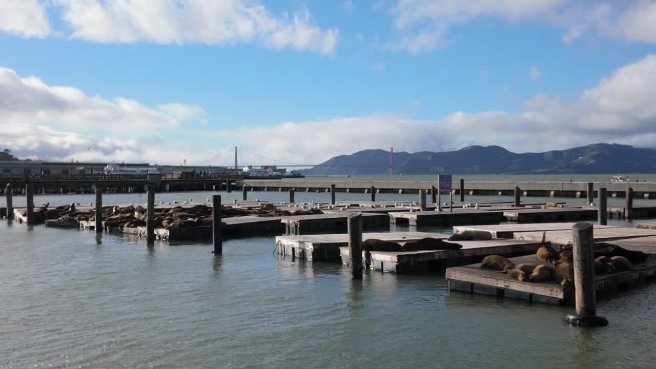 Gimbal wide panning shot of sea lions at Pier 39 in San Francisco, California. 4K