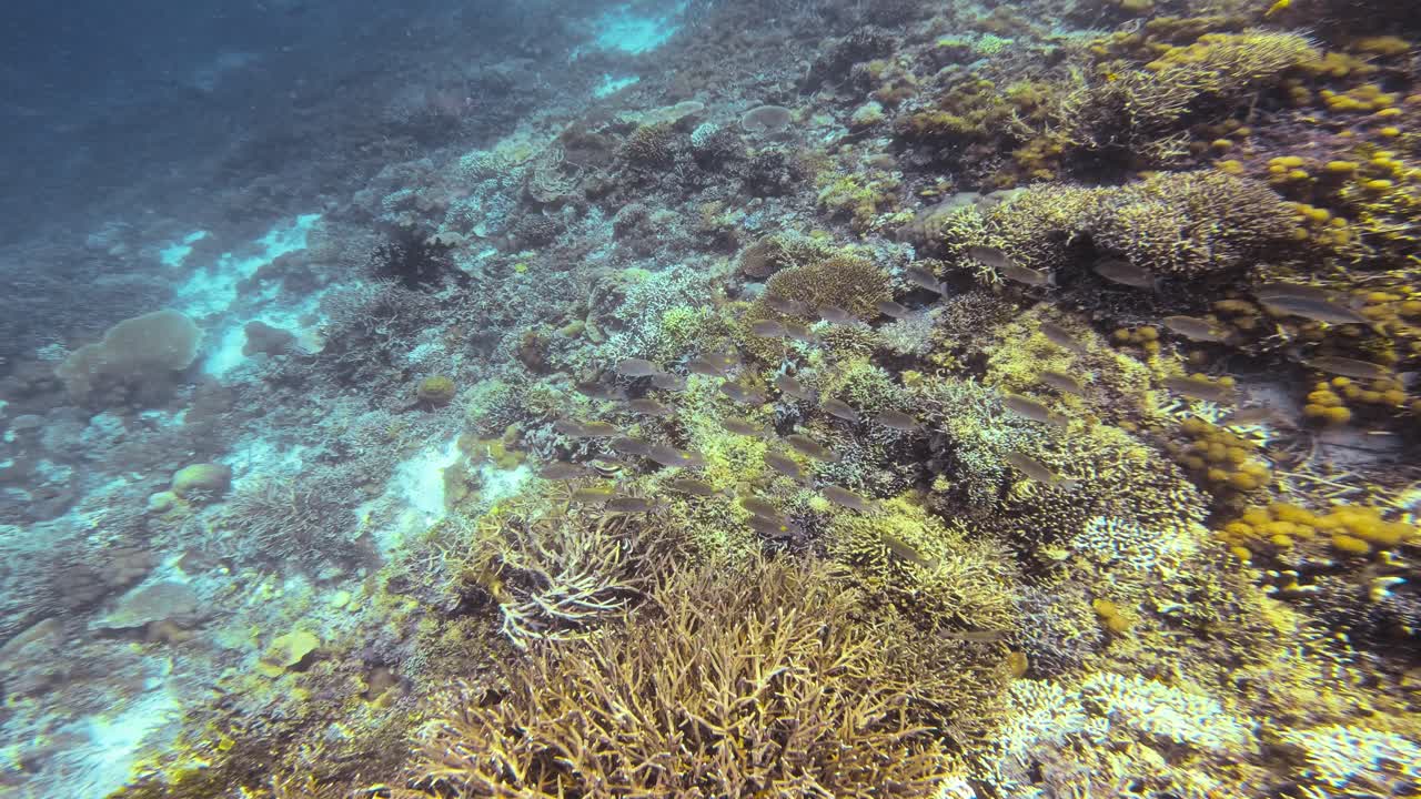 siguiente foto de un grupo de peces de pie espinoso de línea dorada nadando a través de las aguas azules sobre un exuberante arrecife de coral en raja ampat, indonesia