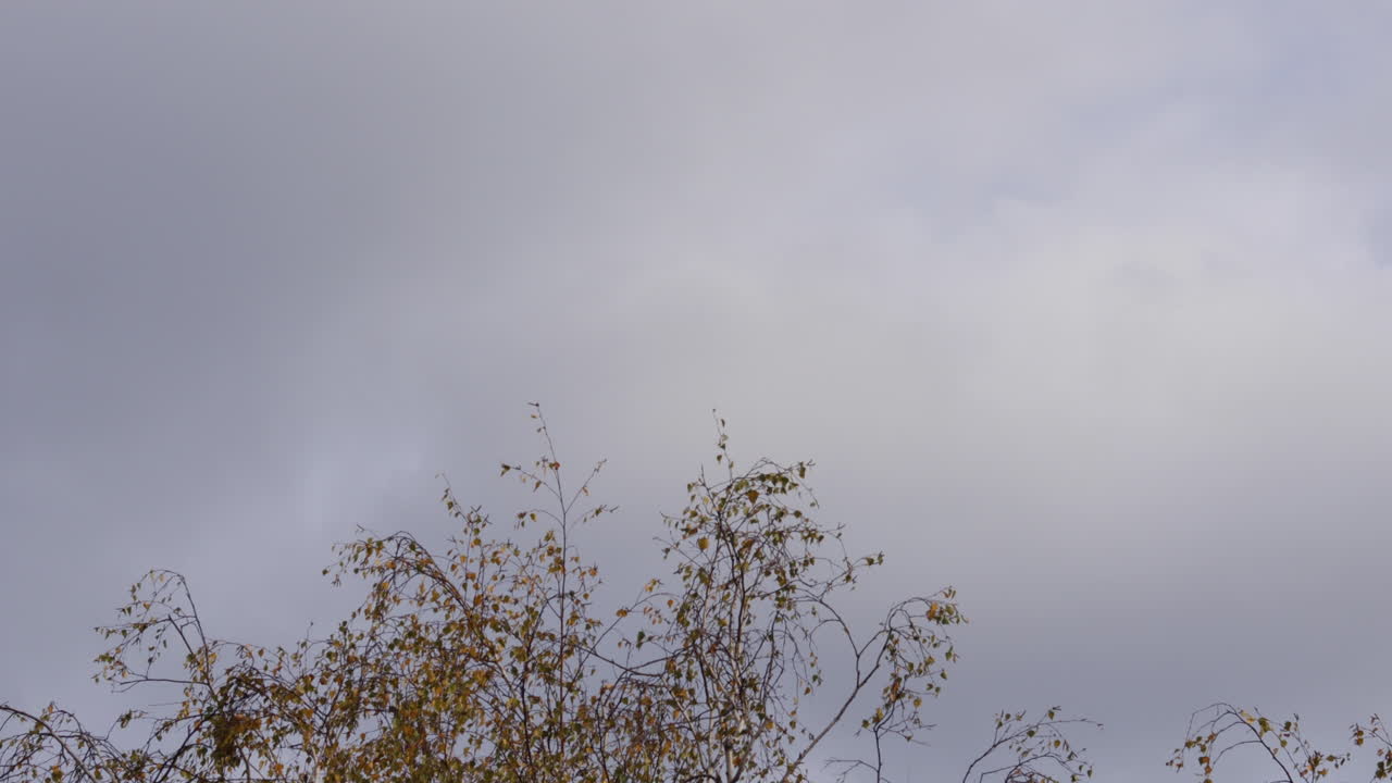 Timelapse of a top of a birch tree crown moving under strong wind in the background fast moving gray clouds captured during an autumn sunny day.
