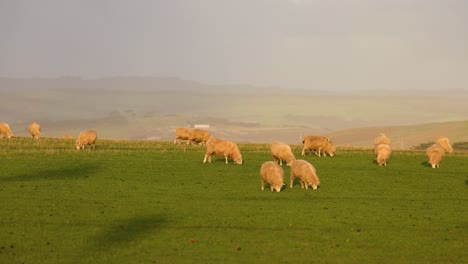 sheep grazing in a scenic landscape