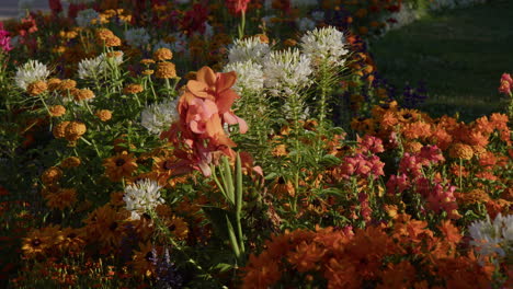 Gorgeous-Blossoming-Flowers-in-the-Botanical-Garden-in-Baden-Baden,-Germany---Close-Up