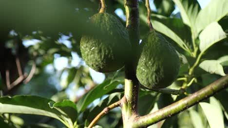 dos aguacates verdes brillantes cuelgan del árbol a medida que crecen con un movimiento de cámara empujando hacia adentro