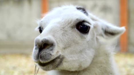 lama blanca en primer plano en la cámara