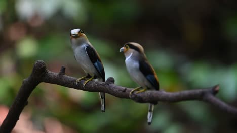 Male-and-female-with-food-in-the-mouth-looking-around-ready-to-deliver-food,-Silver-breasted-Broadbill-Serilophus-lunatus,-Thailand