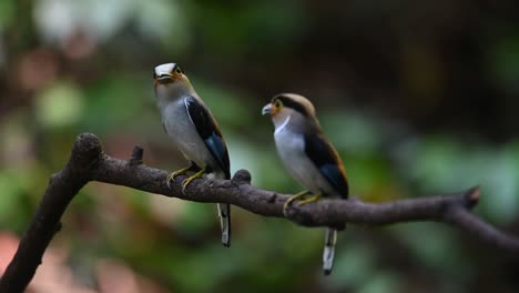 macho y hembra con comida en la boca mirando a su alrededor listos para entregar comida, serilophus lunatus de pecho plateado, tailandia